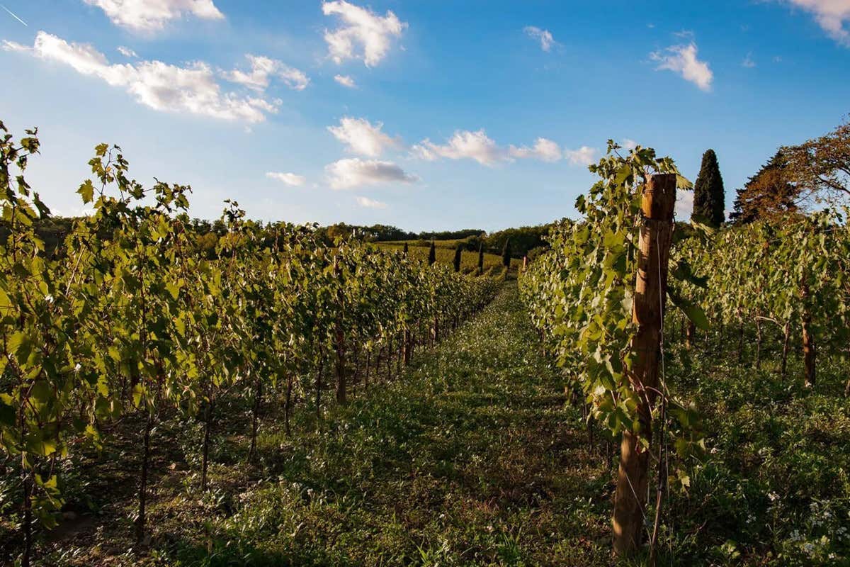 Castello di Radda, dal recupero dei vigneti ai vini simbolo del Chianti Classico Castello di Radda, dal recupero dei vigneti ai vini simbolo del Chianti Classico