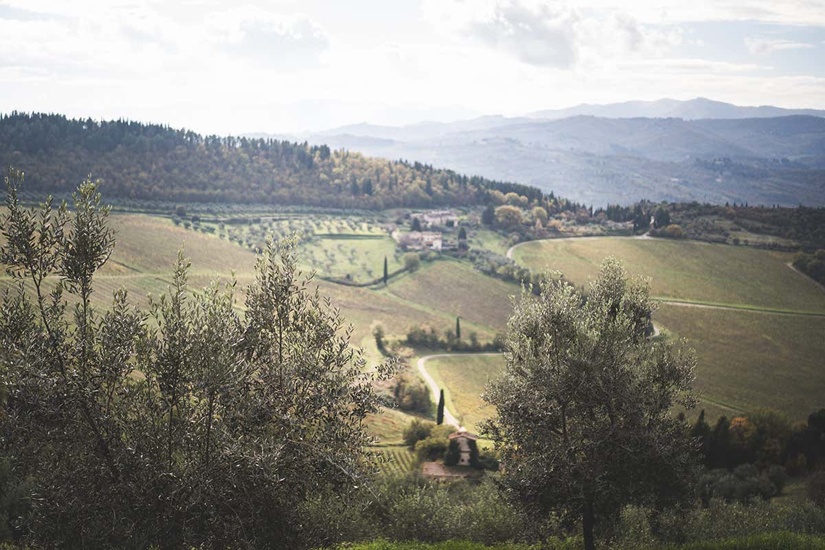 Perché il Laudemio è tra gli extravergini più ricercati del mondo Perché il Laudemio è tra gli extravergini più ricercati del mondo