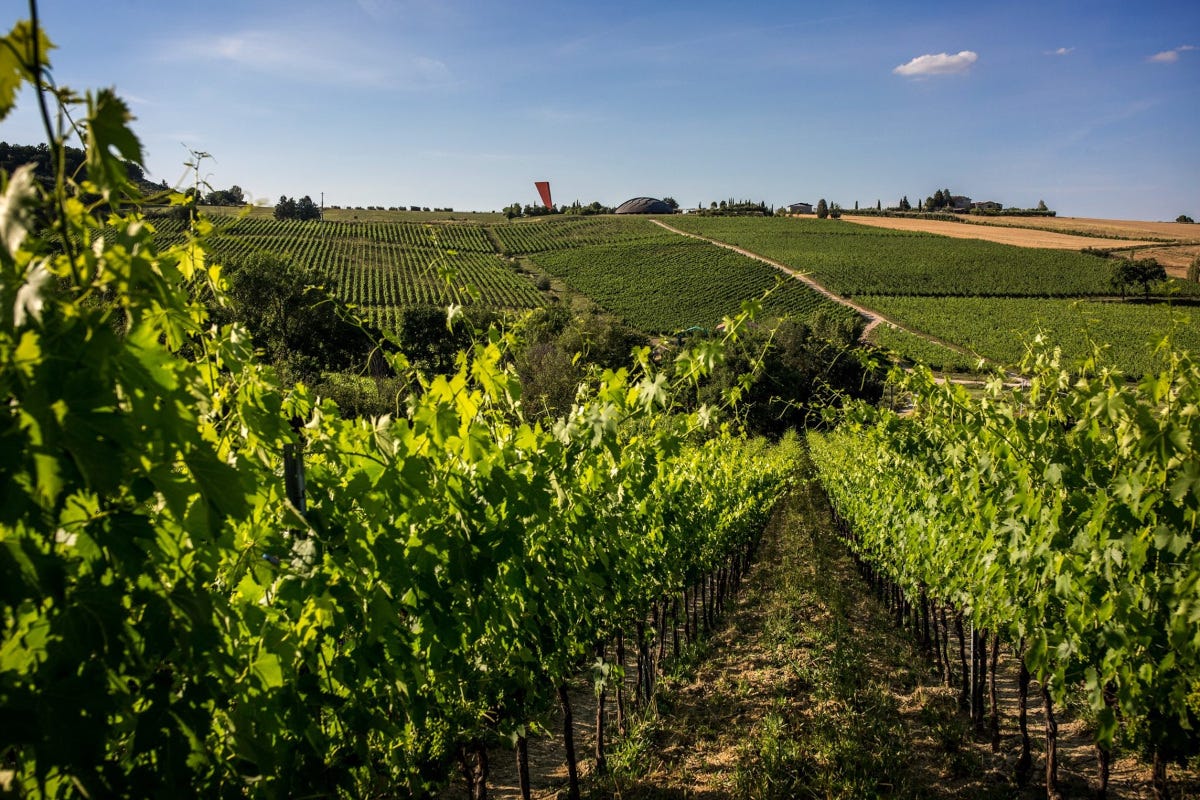 Margon, Podernovo e Castelbuono: le tenute Lunelli che raccontano l'Italia del vino