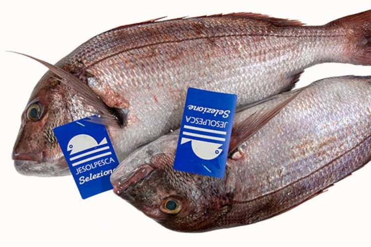 Cattel, il gusto della qualità: arriva il pesce garantito da JesolPesca Selezione