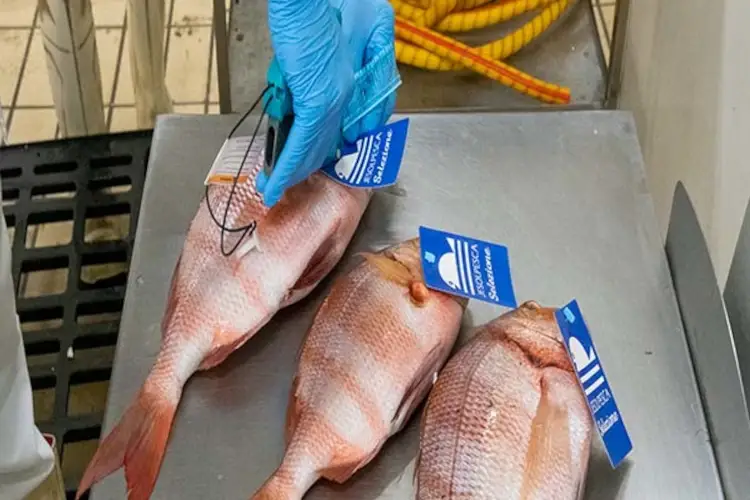 Cattel, il gusto della qualit&agrave;: arriva il pesce garantito da JesolPesca Selezione