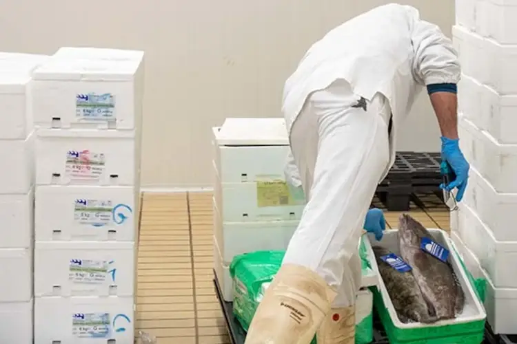 Cattel, il gusto della qualit&agrave;: arriva il pesce garantito da JesolPesca Selezione