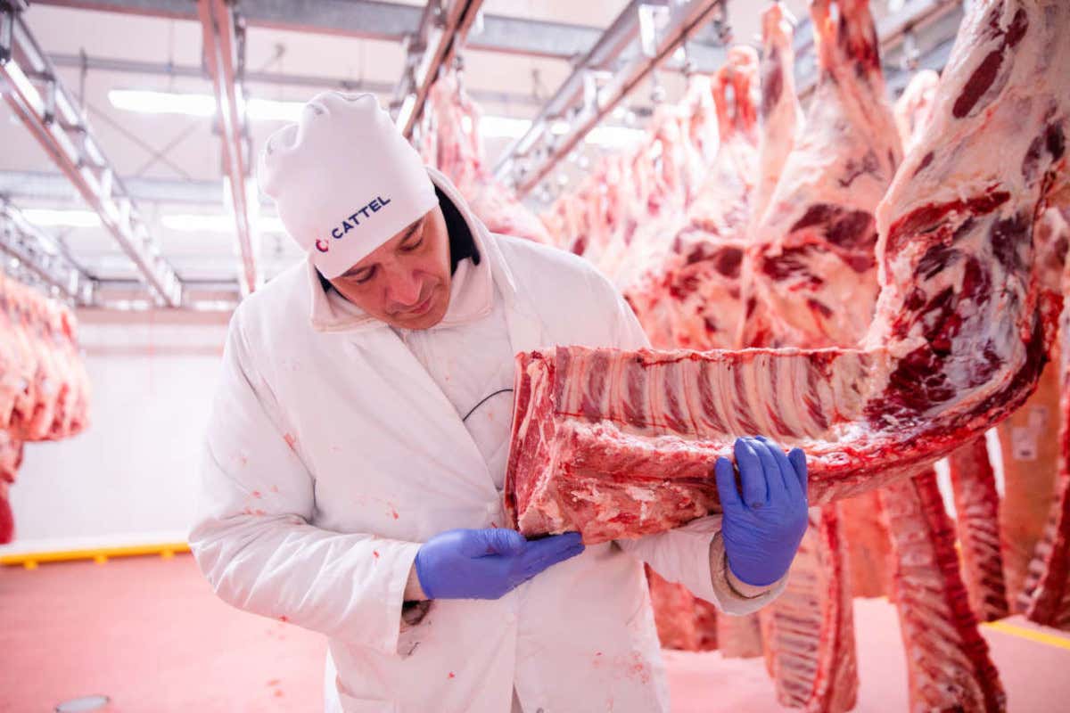 Cattel è anche sinonimo di carne di alta qualità per il canale Horeca