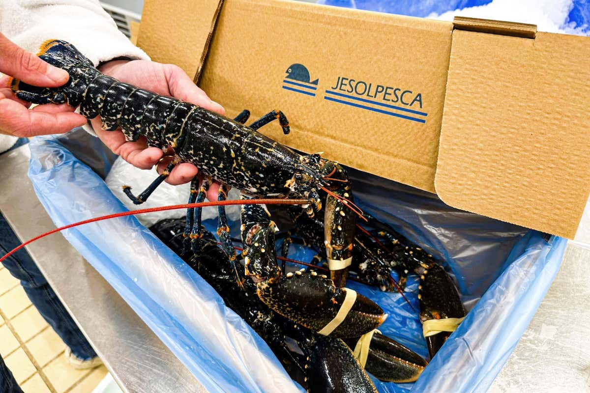Cattel cambia il ruolo del distributore: oggi forma e supporta i ristoratori