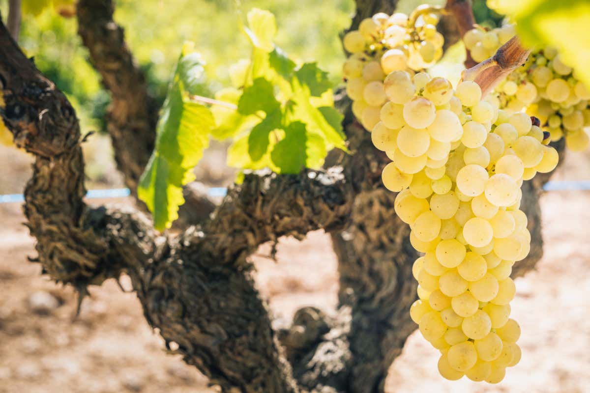 Record assoluto per le vendite di Cava nel 2023: «Ora puntiamo al 100% biologico»