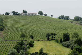 Vigneto La Carazita