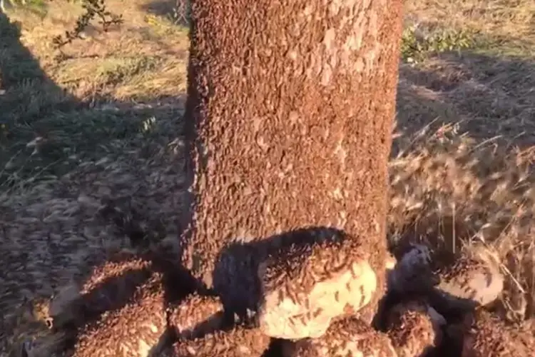 Cavallette in azione in Sardegna&nbsp; Le cavallette invadono la Sardegna: colpita la campagna nuorese