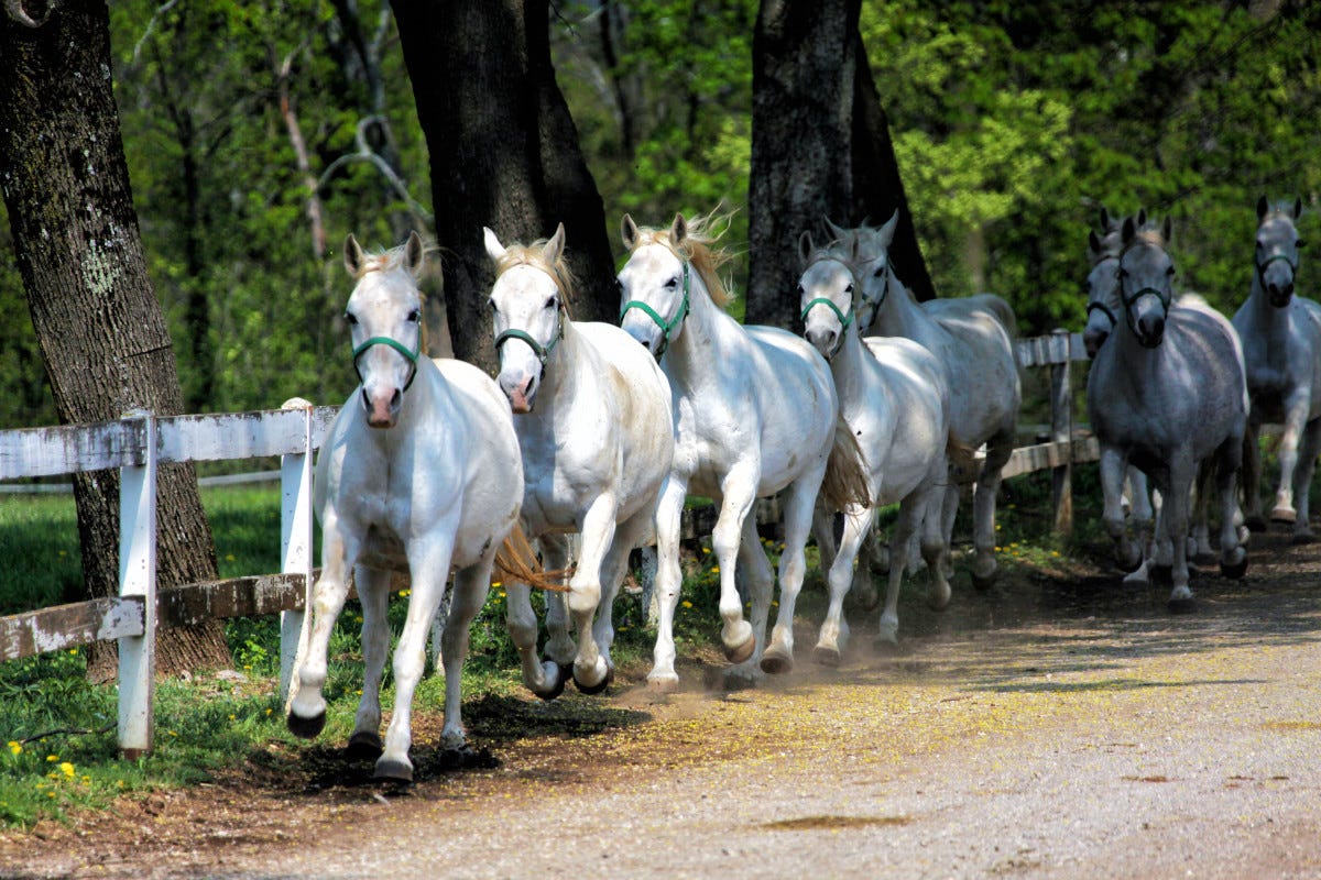 patrimonio entra allevamento dei cavalli Lipizzani L'allevamento dei cavalli Lipizzani è patrimonio Unesco