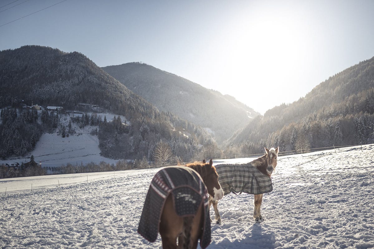 Inverno a cavallo in paesaggi imbiancati In Alto Adige per una vacanza con il cavallo