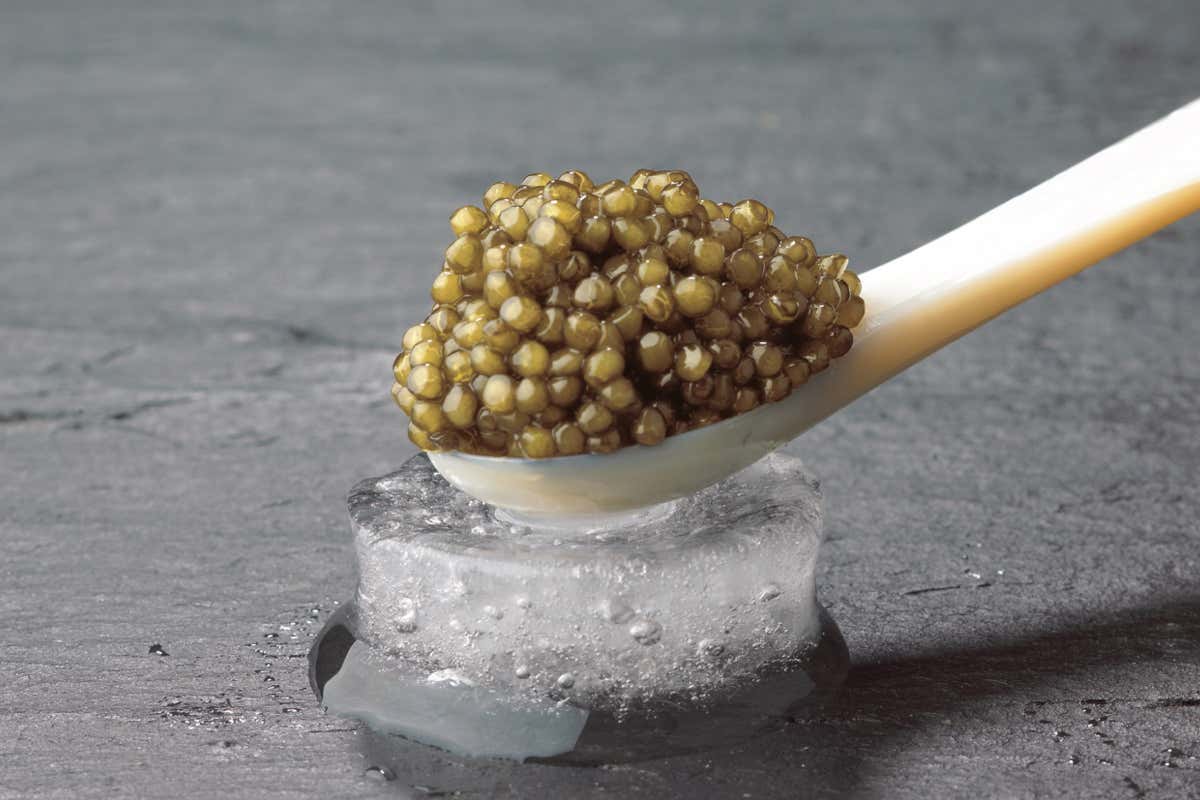 Il caviale di il Caviale Karaburun una delle novità di Longino & Cardenal Dal salmone al Parmigiano dal caviale alla cipolla rossa di Tropea la qualità a Identità Golose