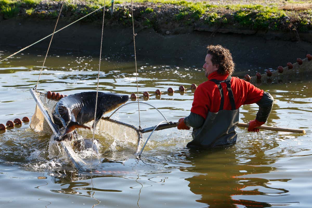 Scacco Matto, il caviale che conquista il mondo fine dining con lusso e design