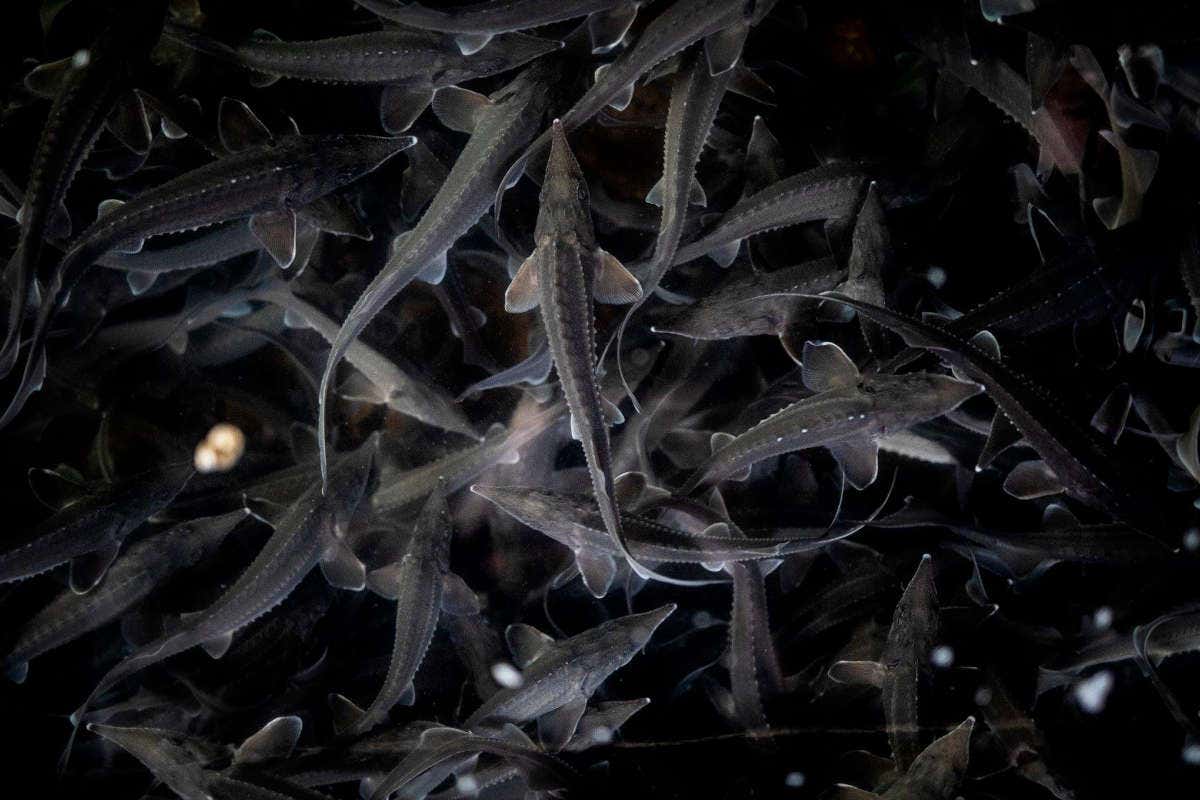 Caviale Giaveri, dall'allevamento sostenibile alla tavola