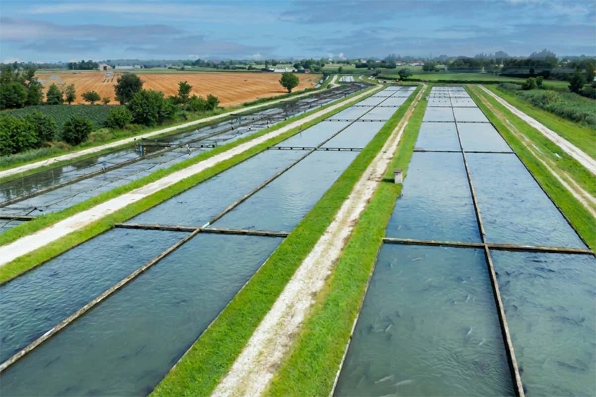 Gli allevamenti di storioni di Caviar Import nel Parco del Mincio