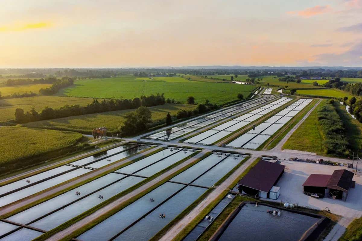 Il caviale non è più solo ingrediente: il racconto parte dalla sala Il caviale non è più solo ingrediente: il racconto parte dalla sala