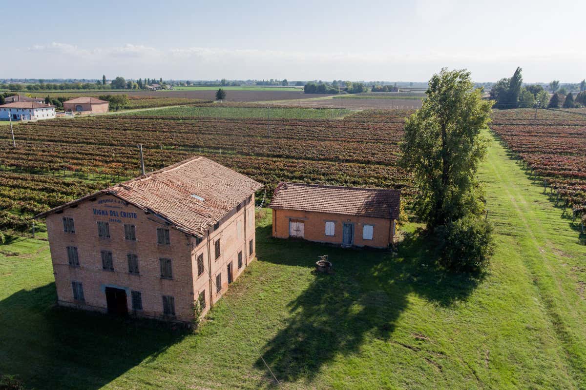 Cavicchioli: l'arte di ridefinire il Lambrusco, tra autenticità e territorio Cavicchioli: l'arte di ridefinire il Lambrusco, tra autenticità e territorio
