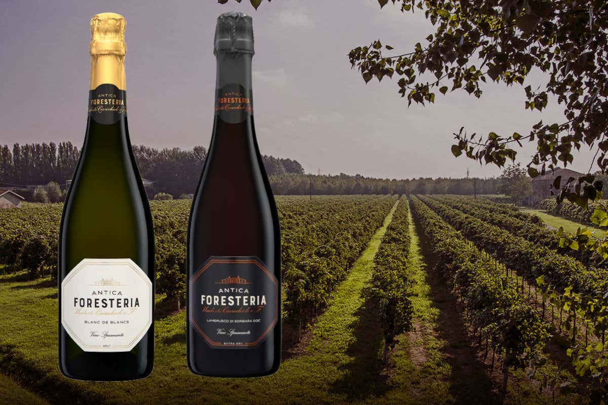 L’eleganza del Lambrusco di Sorbara Doc incontra la modernità per le feste L’eleganza del Lambrusco di Sorbara Doc incontra la modernità per le feste