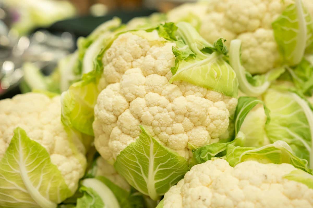 Vitamine, fibre e tanto altro: il cavolfiore è un vero alleato della salute Vitamine, fibre e tanto altro: il cavolfiore è un vero alleato della salute