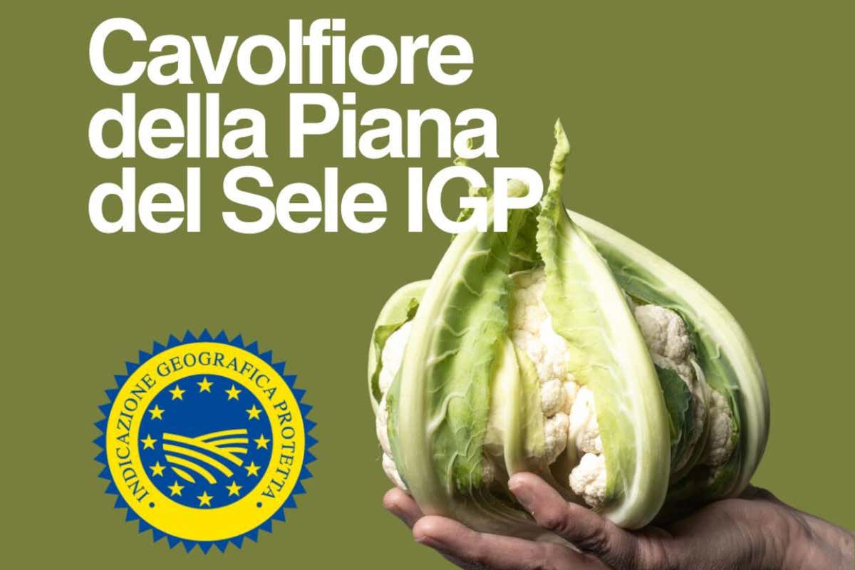 Riconosciuto il Consorzio di tutela del cavolfiore della Piana del Sele Igp Consorzio tutela cavolfiore Piana Sele Igp