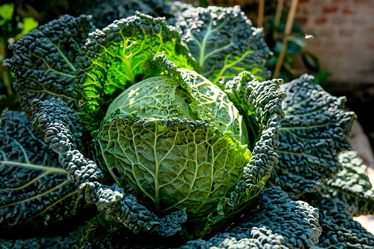 Mangiare bene per stare bene Cibi e ricette che ci aiutano