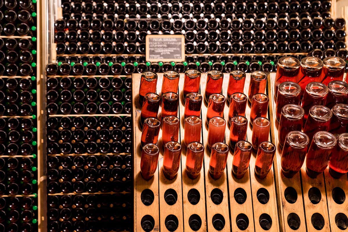 Raboso, da rabbioso a domato: Cecchetto e la rinascita del vino “cattivo” del Veneto