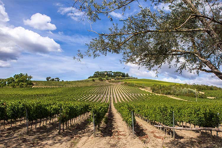 (Per i 125 anni di Cecchi tre declinazioni di Chianti Classico)