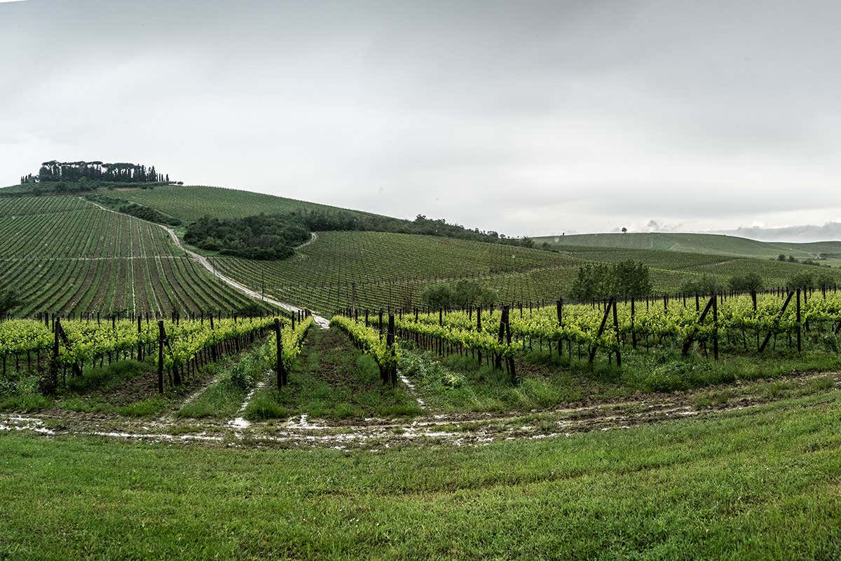 Villa Cerna Nel Chianti Classico di Cecchi tutta la storia e la tradizione del territorio