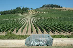 vigneti Cecchi