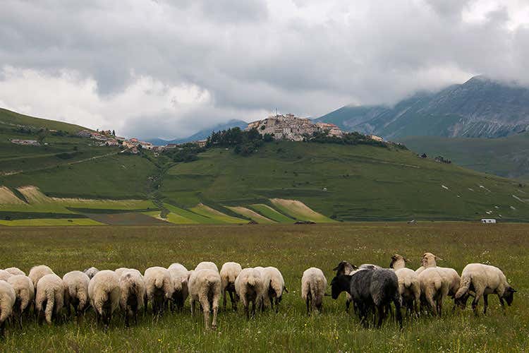 (Centro Italia, a 2 anni dal terremoto agricoltori e allevatori non demordono)