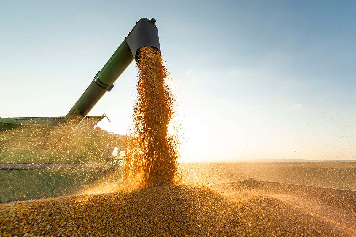 I prezzi dei cereali ad ottobre sono aumentati a livello mondiale  Il prezzo in salita dei cerali si abbatte anche su carne e latte