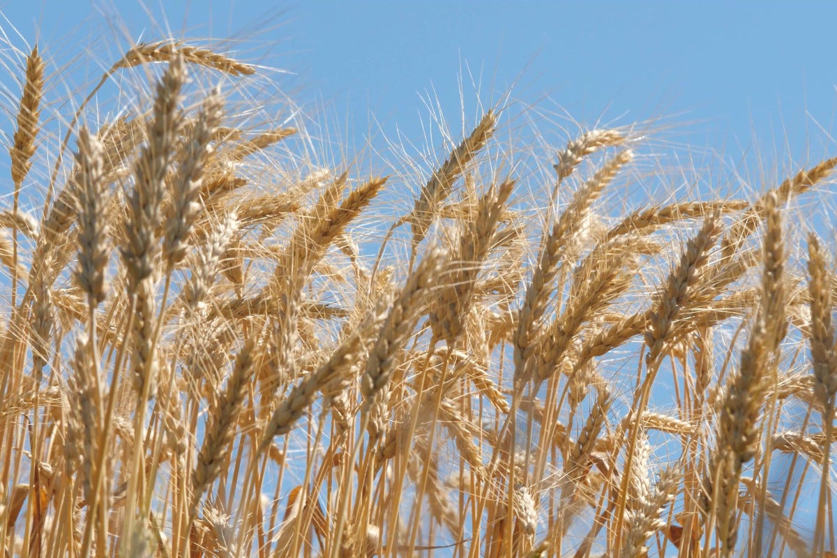 Cereali scoperti nel dna dei moduli per resistere alla siccità