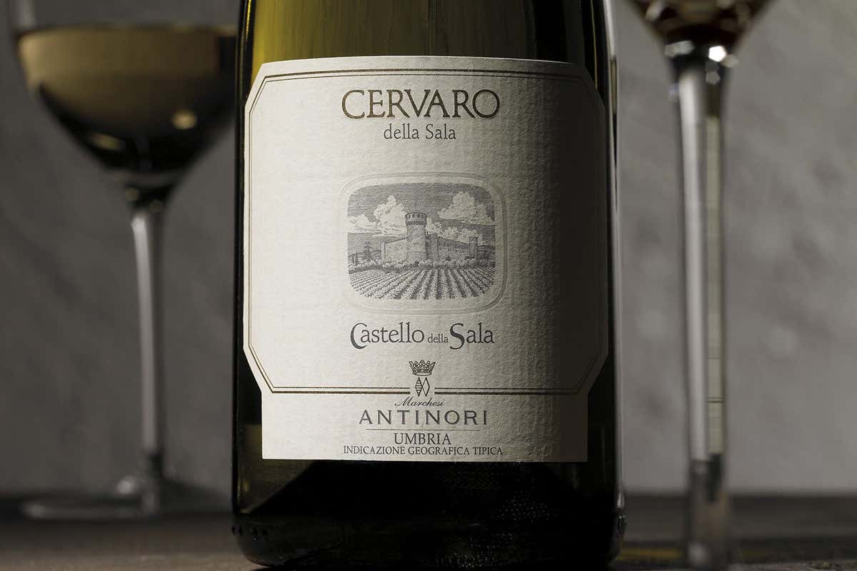 Cervaro della Sala Castello della Sala, Cervaro della Sala trascina altre ottime etichette Cervaro della Sala Castello della Sala, Cervaro della Sala trascina altre ottime etichette