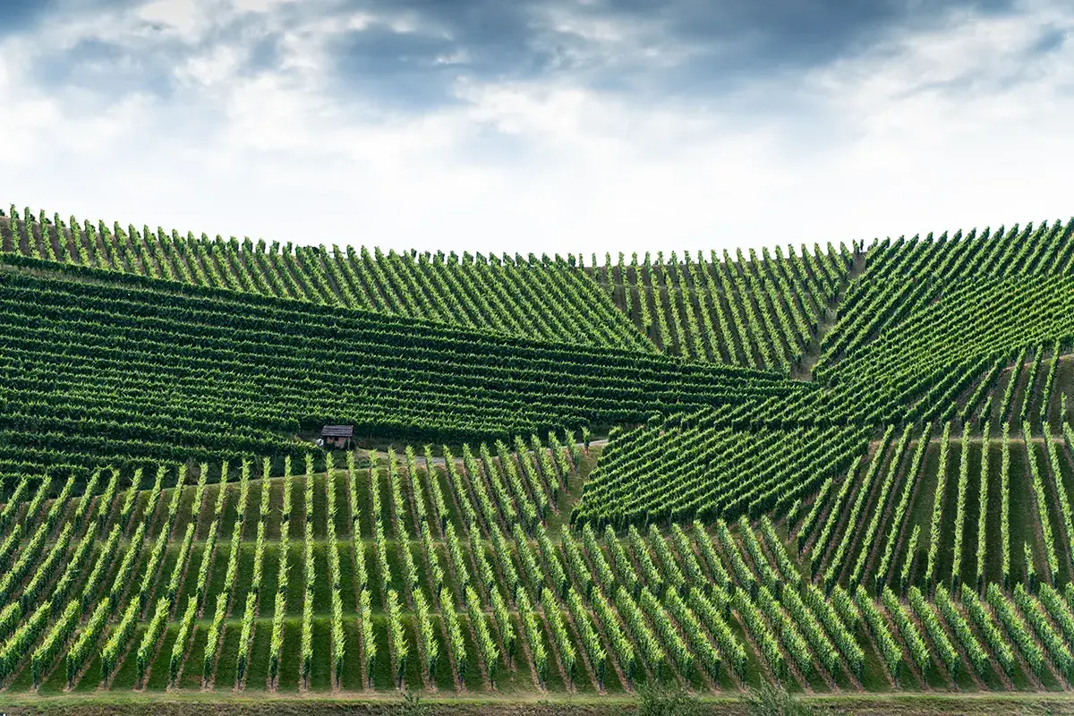 Filari di champagne Champagne, innovarsi &egrave; dovere (volontario). Sfida sui vitigni larghi e lunghi