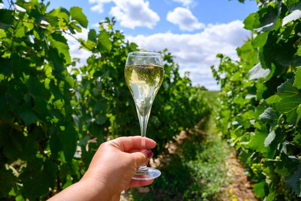 Vendemmia anticipata nella Champagne: «annata promettente» secondo i vignerons Vendemmia anticipata nella Champagne: «annata promettente» secondo i vignerons