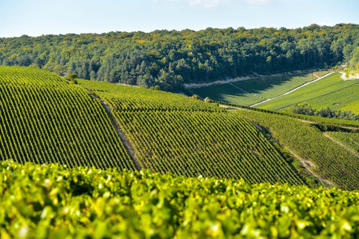 Vendemmia anticipata nella Champagne: «annata promettente» secondo i vignerons Vendemmia anticipata nella Champagne: «annata promettente» secondo i vignerons