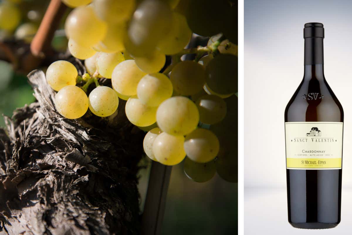 Cantina San Michele Appiano: cinque vitigni per un'eccellenza altoatesina