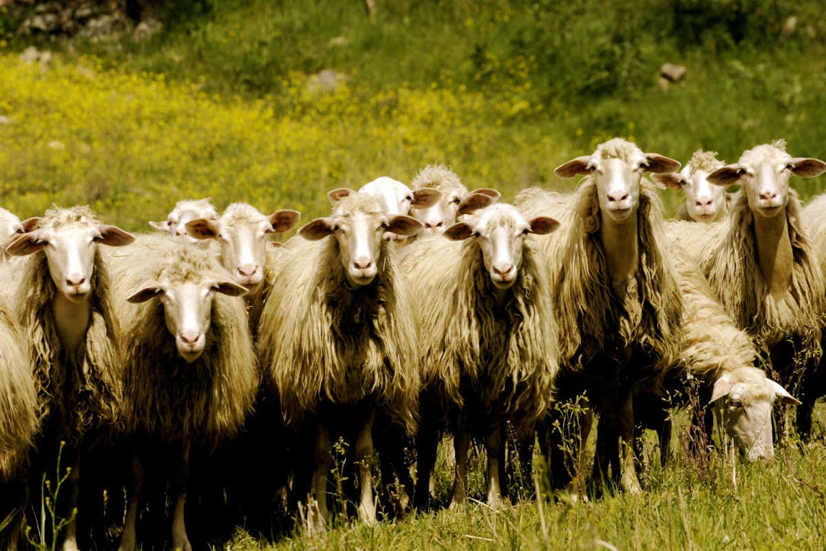 Cheese 2023, a Bra il sapore dei prati e dei formaggi Cheese 2023, a Bra il sapore dei prati e dei formaggi