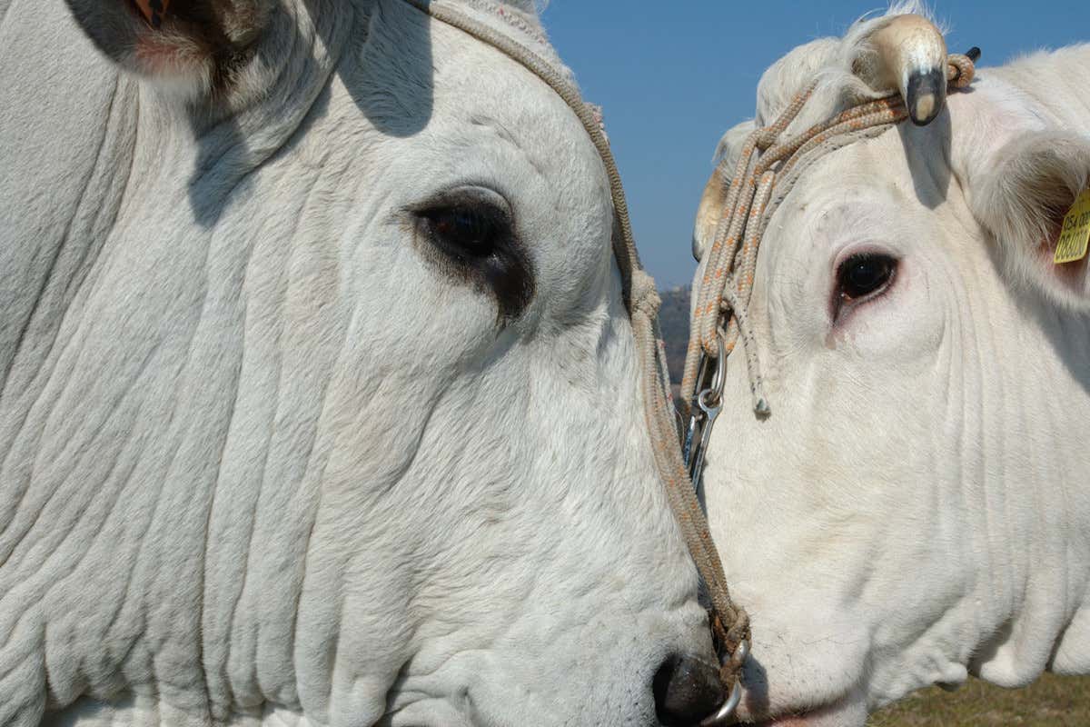 “Chianina & Syrah”: a Cortona, in Toscana, un modello d'eccellenza diffusa