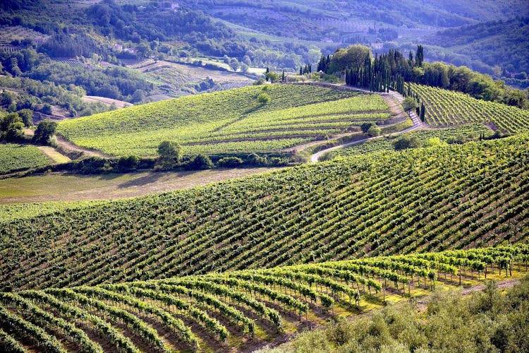 Le vigne nel Chianti Ad agosto in Toscana c’è una… StraFesta