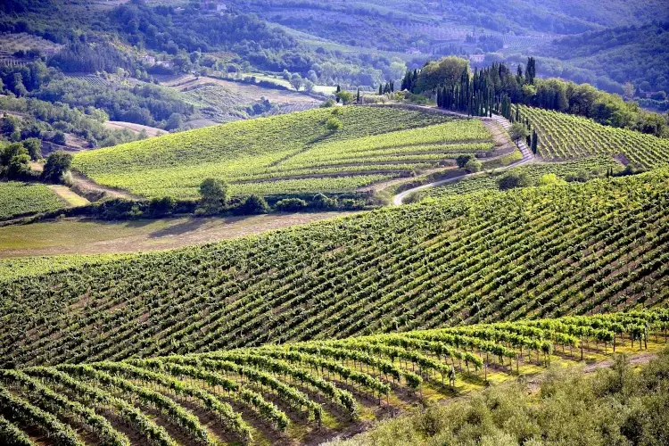 Le vigne nel Chianti Ad agosto in Toscana c&rsquo;&egrave; una&hellip; StraFesta