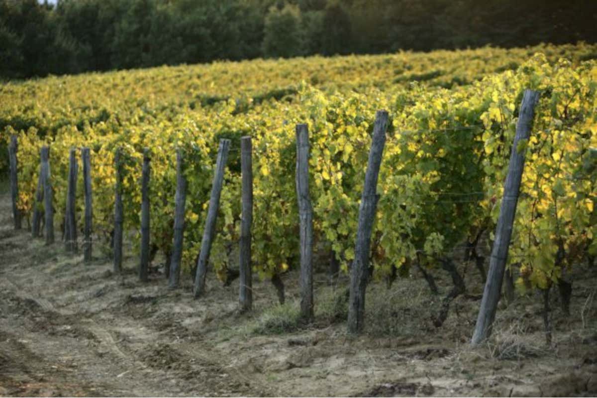 La Scolca: qualit&agrave;, sostenibilit&agrave; e sviluppo del territorio per la prima cantina del Gavi