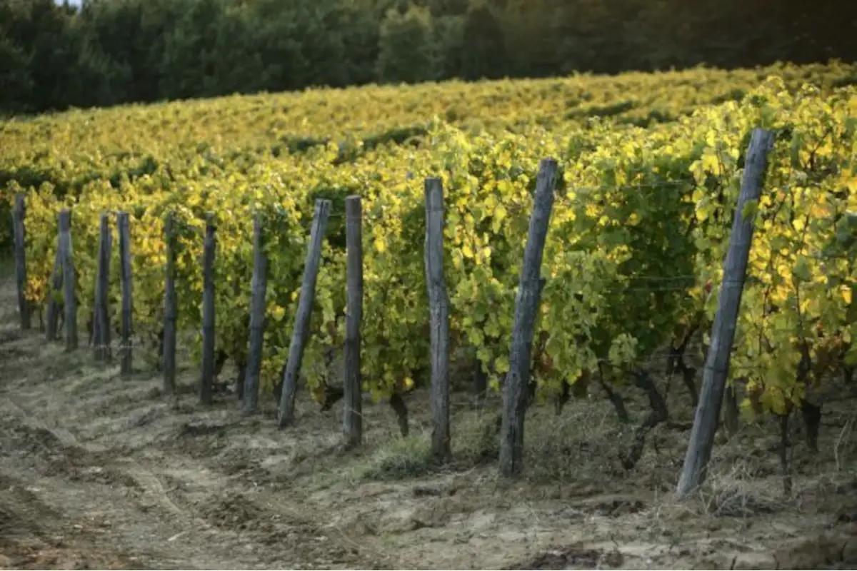La Scolca: qualit&agrave;, sostenibilit&agrave; e sviluppo del territorio per la prima cantina del Gavi