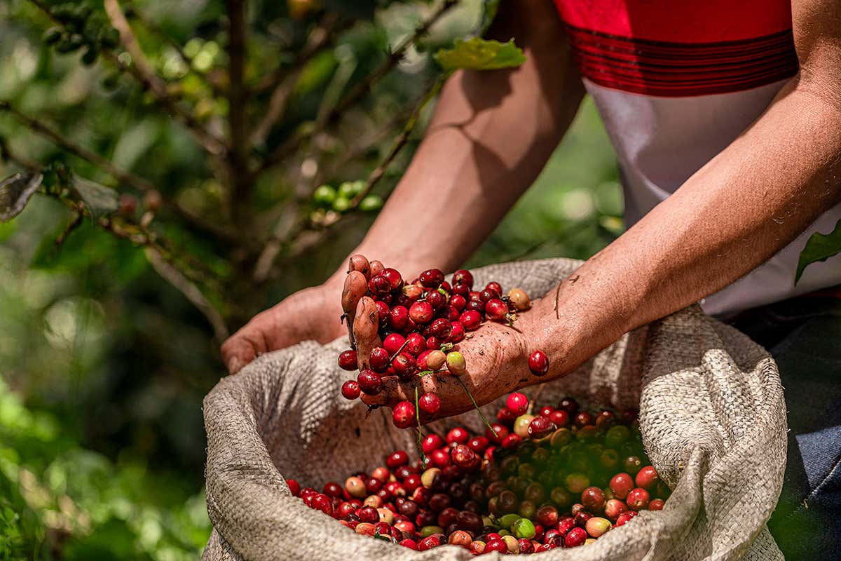 Julius Meinl racconta 'The Originals Bio Fairtrade' insieme a Antonio Bachour