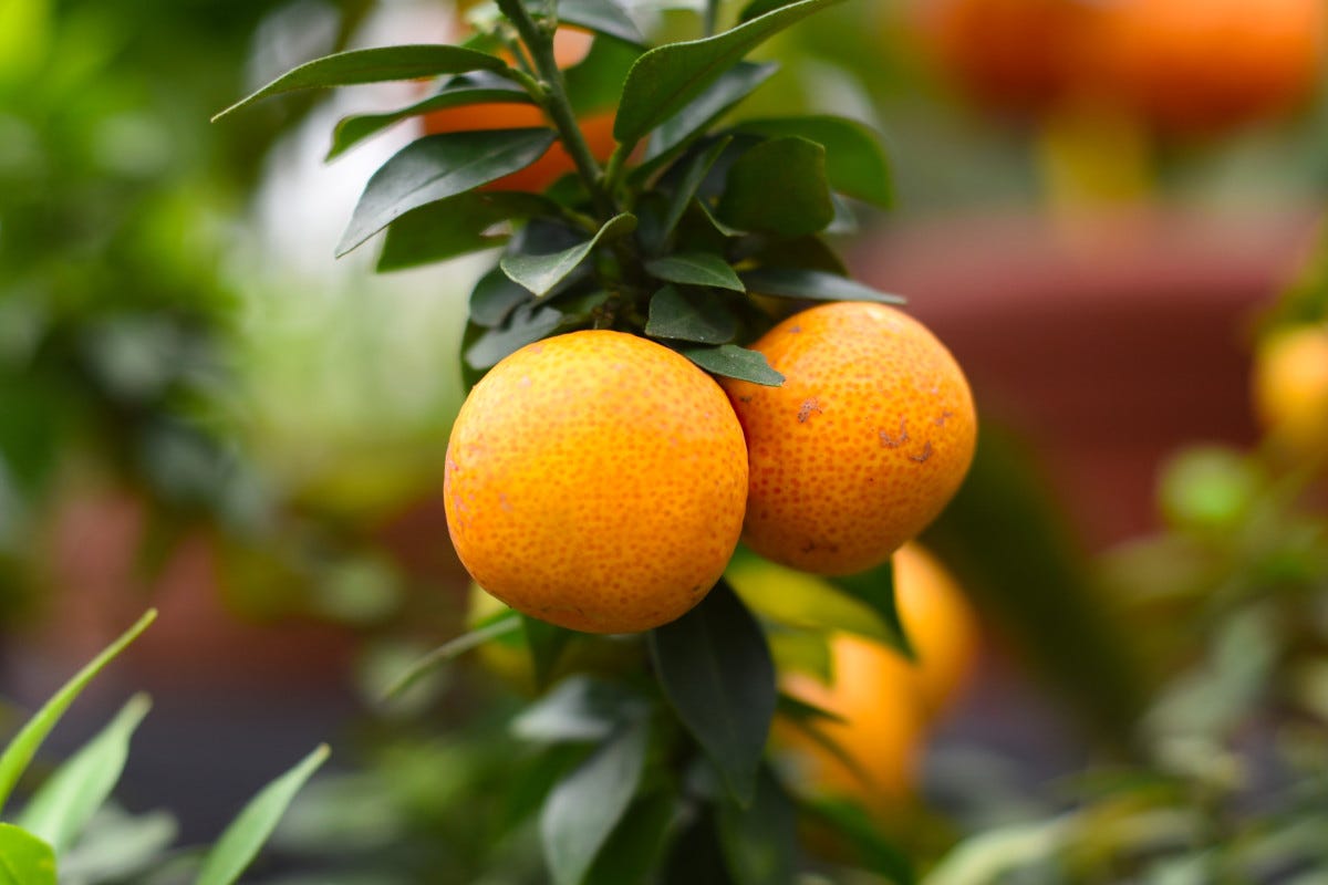 Si tratta del frutto del Citrus myrtifolia Antiossidante e ricco di vitamina C: scopriamo il Chinotto