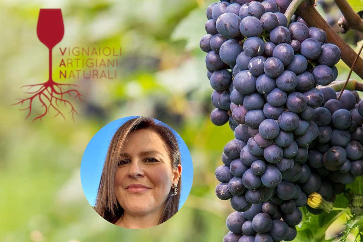 Chiude l'associazione Van - Vignaioli Artigiani Naturali