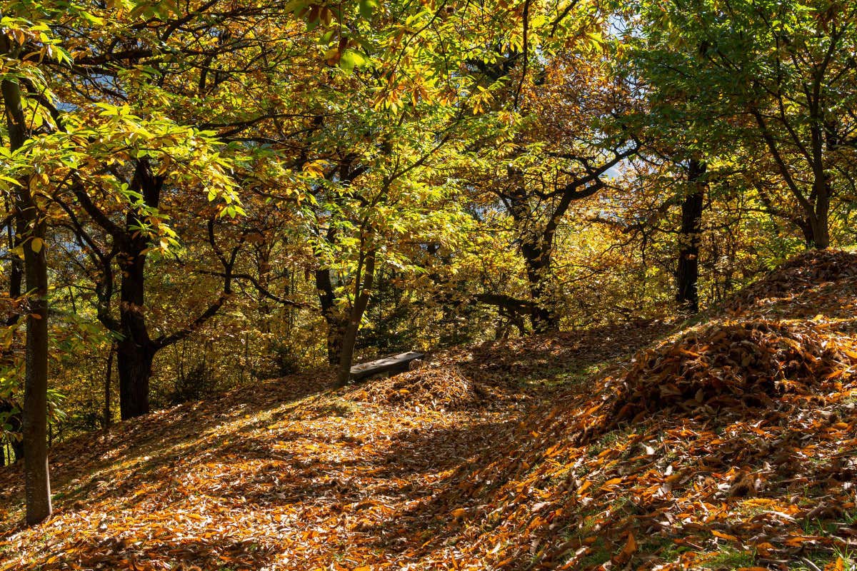 Il Sentiero dei Castagni l'Alto Adige d'autunno, boschi infuocati con le Dolomiti sullo sfondo