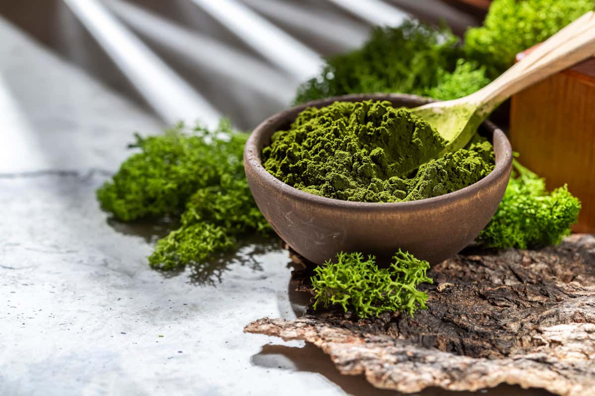 Dal caffè coi funghi alla chlorella: i superfood che saranno trendy nel 2024 Dal caffè coi funghi alla chlorella: i superfood che saranno trendy nel 2024