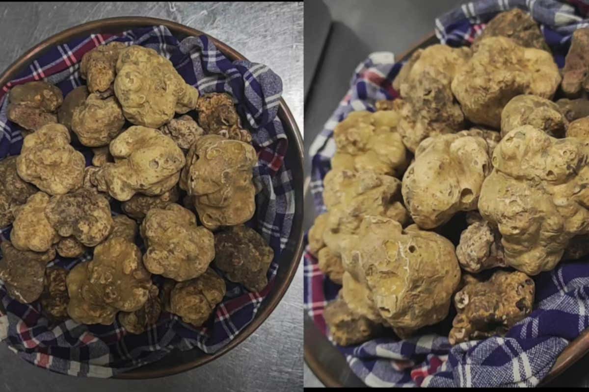 Il profumo che incanta il mondo: Garola e Laera raccontano il tartufo bianco d’Alba