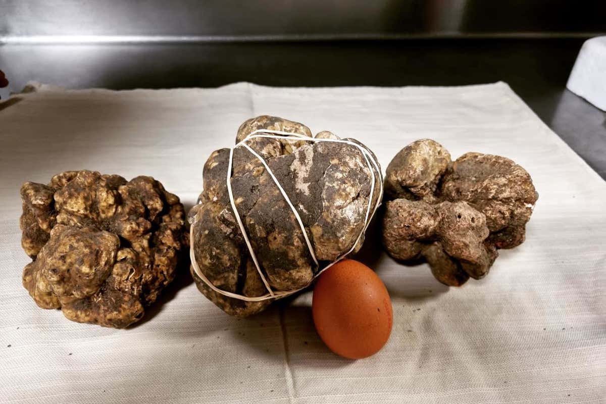 Il profumo che incanta il mondo: Garola e Laera raccontano il tartufo bianco d’Alba