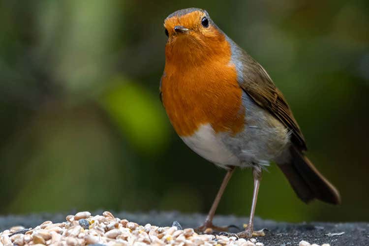 Polenta e osei s&igrave;, ma non con i pettirossi Pettirossi, ghiri e datteri di mare I cibi proibiti sulle tavole italiane