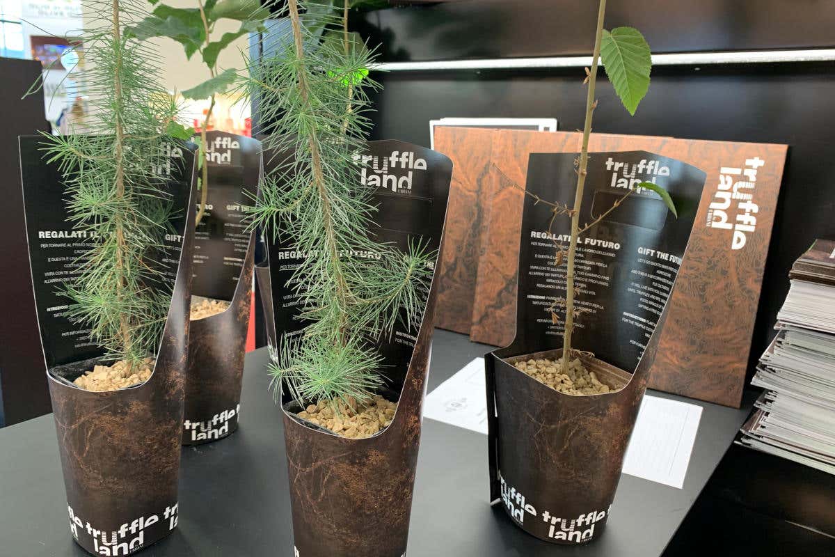 A Cibus Parma,il protagonista è sua maestà il Tartufo. Ecco tutte le novità di Urbani Tartufi